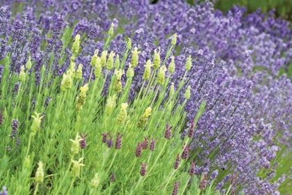 Picture of FLOWING LAVENDER I