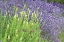 Picture of FLOWING LAVENDER I