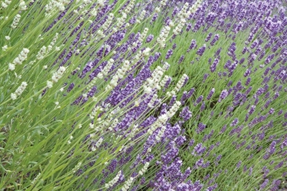 Picture of FLOWING LAVENDER II