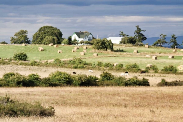 Picture of HAY ROLLS I