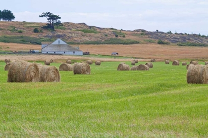 Picture of HAY ROLLS II