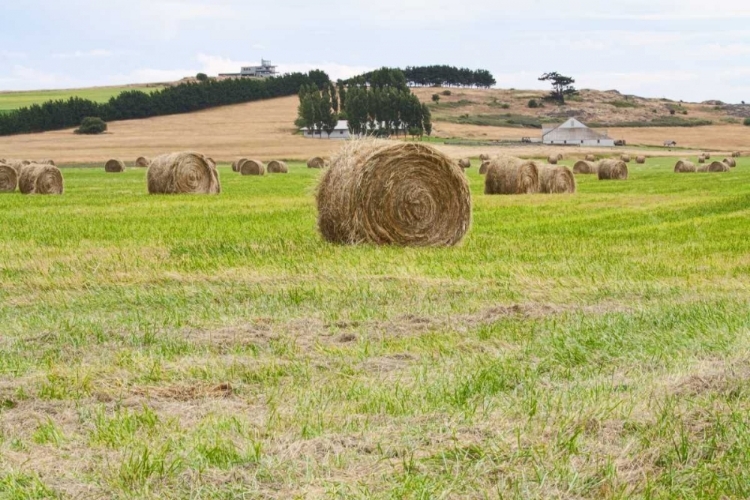 Picture of HAY ROLLS III