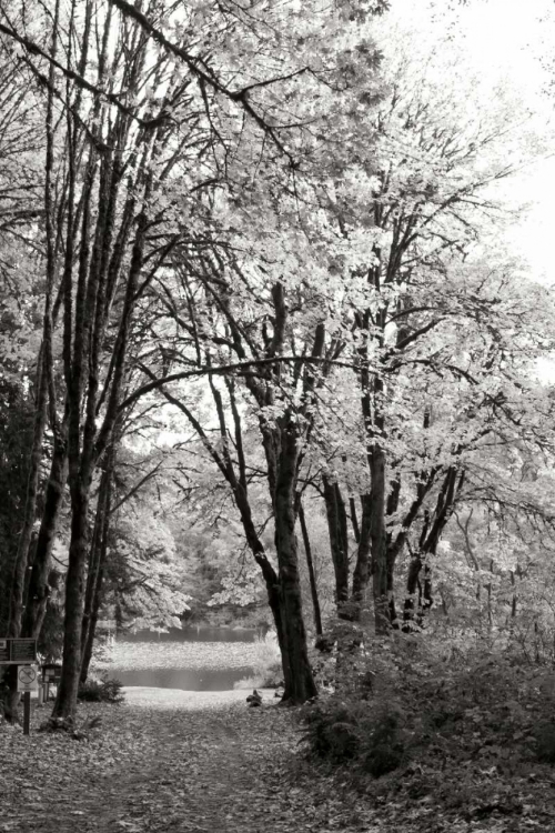 Picture of BAKER LAKE TRAIL I