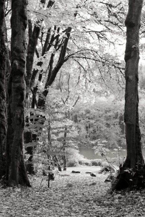 Picture of BAKER LAKE TRAIL II