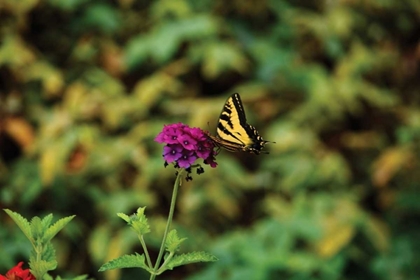 Picture of GARDEN BUTTERFLY I