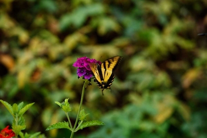 Picture of GARDEN BUTTERFLY II