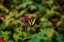 Picture of GARDEN BUTTERFLY II