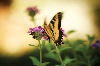 Picture of GARDEN BUTTERFLY III