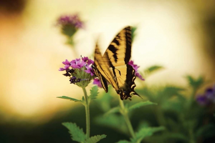 Picture of GARDEN BUTTERFLY III