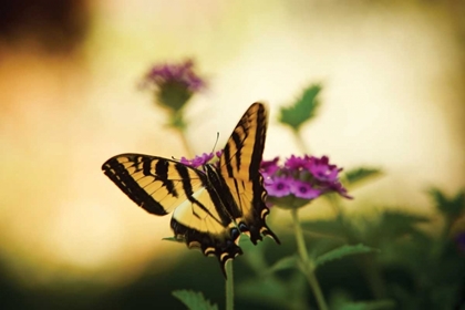 Picture of GARDEN BUTTERFLY IV