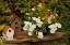 Picture of BIRD HOUSE II