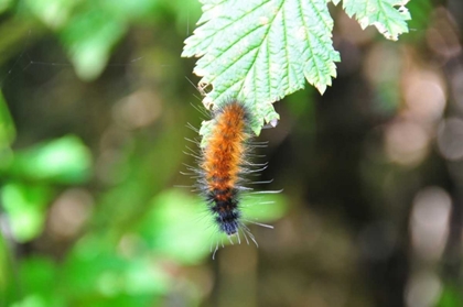 Picture of CATERPILLAR ON LEAF I