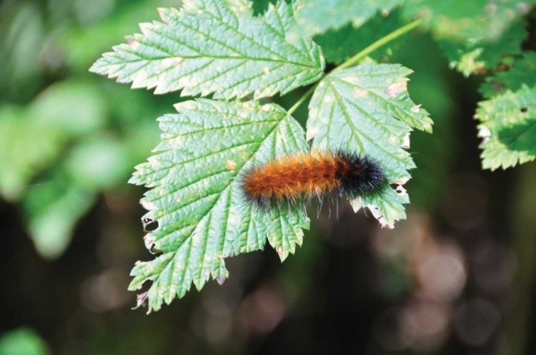 Picture of CATERPILLAR ON LEAF II