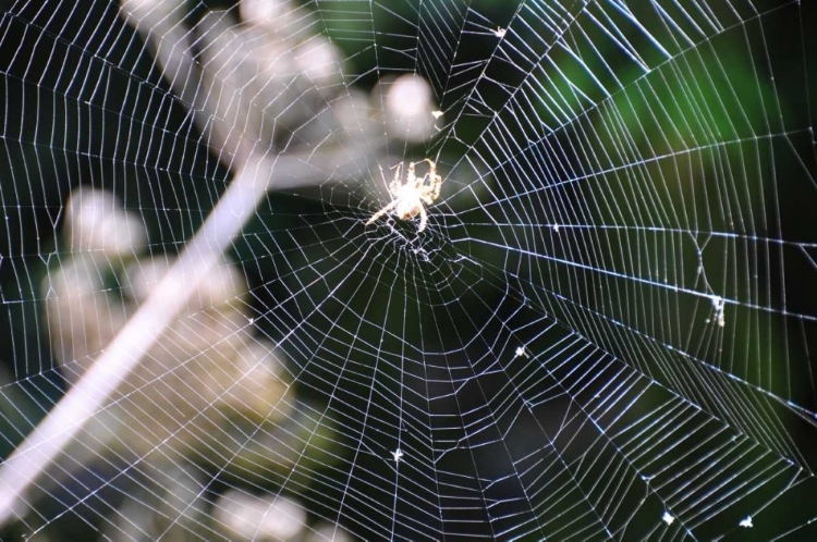 Picture of SPIDERWEB II