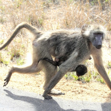 Picture of SAFARI BABOON AND BABY I