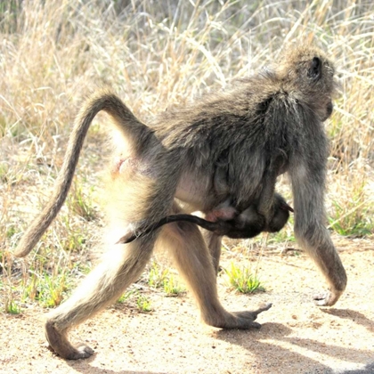 Picture of SAFARI BABOON AND BABY II