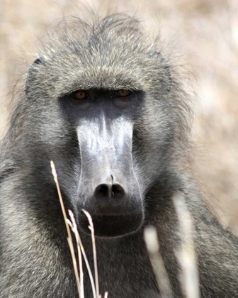 Picture of BABOON PORTRAIT I