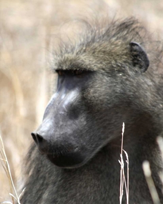 Picture of BABOON PORTRAIT II