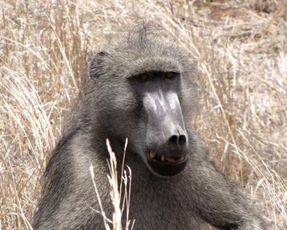 Picture of BABOON PORTRAIT III