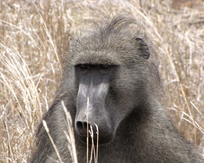 Picture of BABOON PORTRAIT IV