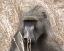 Picture of BABOON PORTRAIT IV