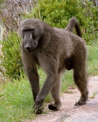 Picture of BABOON II