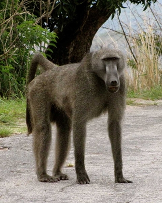 Picture of BABOON IV