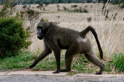 Picture of BABOON V