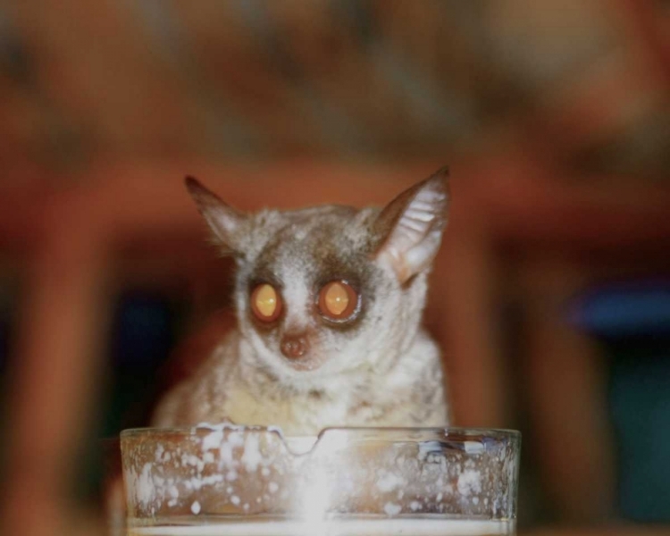 Picture of BUSHBABY II