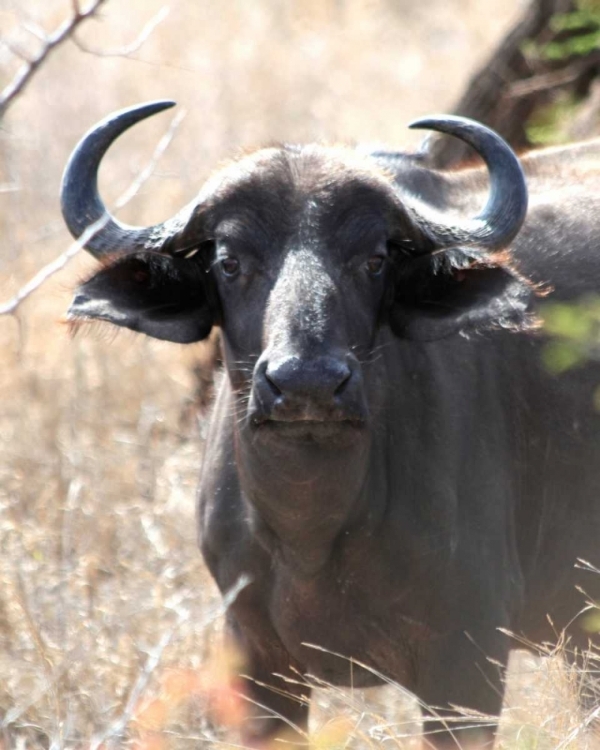 Picture of CAPE BUFFALO I