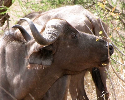 Picture of CAPE BUFFALO IV