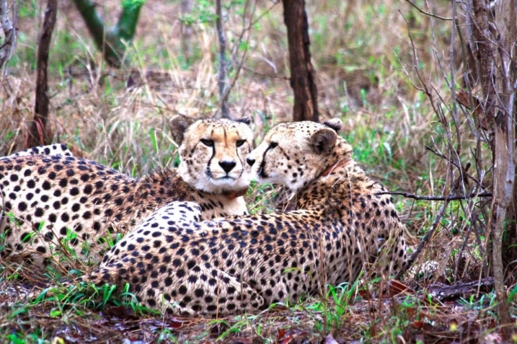 Picture of SAFARI CHEETAH I