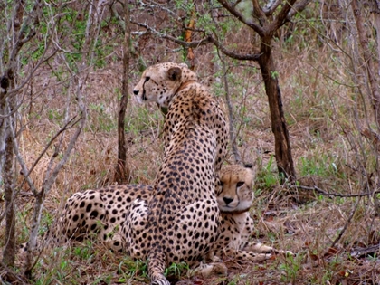 Picture of SAFARI CHEETAH III