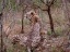 Picture of SAFARI CHEETAH III
