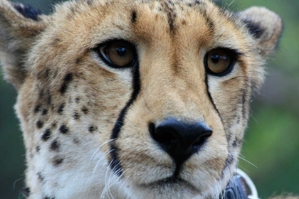 Picture of CHEETAH I