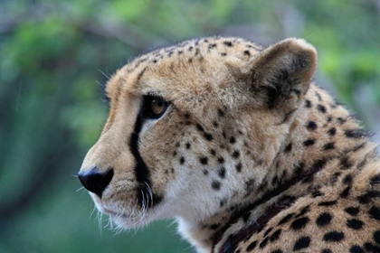 Picture of CHEETAH II