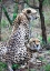 Picture of CHEETAH IV