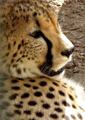 Picture of CHEETAH PORTRAIT I