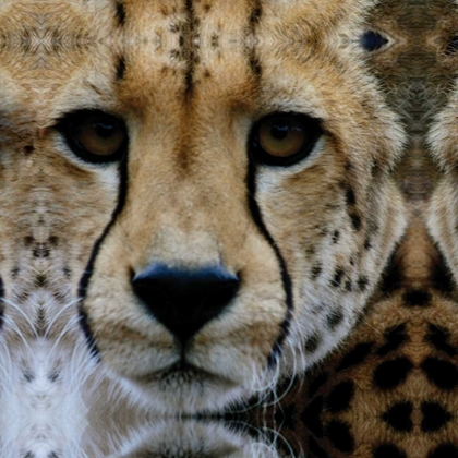 Picture of CHEETAH PORTRAIT III