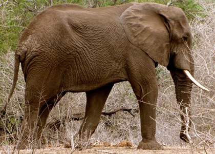 Picture of ELEPHANT I