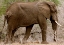 Picture of ELEPHANT I