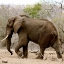 Picture of ELEPHANT II