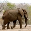 Picture of ELEPHANT III