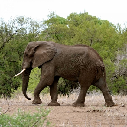 Picture of SAFARI ELEPHANT I