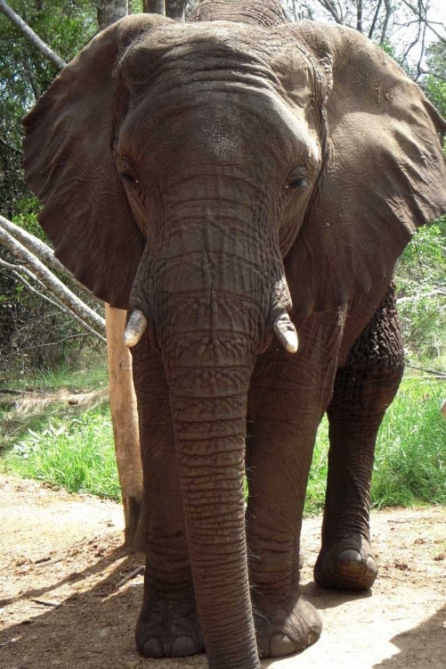 Picture of SAFARI ELEPHANT II