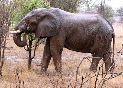 Picture of AFRICAN ELEPHANT I