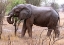 Picture of AFRICAN ELEPHANT I