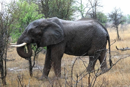 Picture of AFRICAN ELEPHANT II