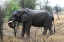 Picture of AFRICAN ELEPHANT II