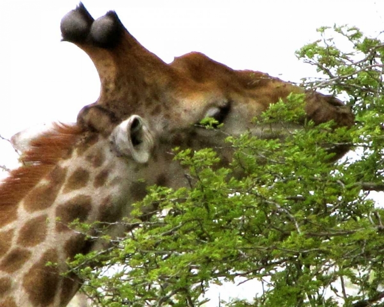 Picture of GIRAFFE I